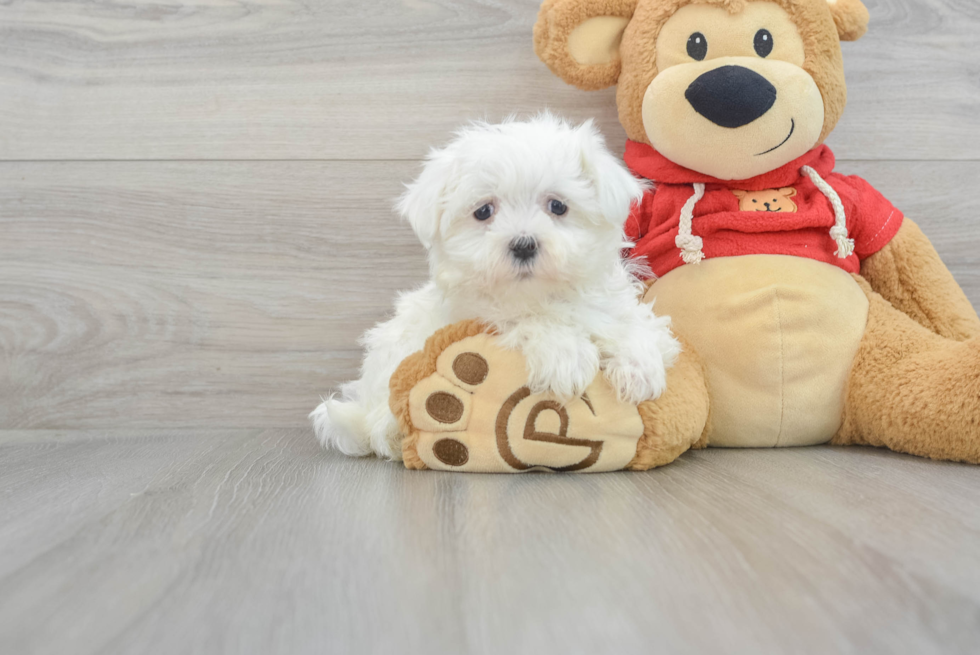 Adorable Maltese Purebred Puppy