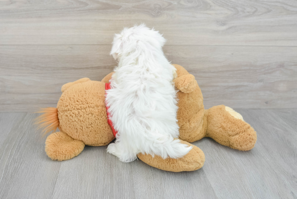 Akc Registered Maltese Purebred Pup