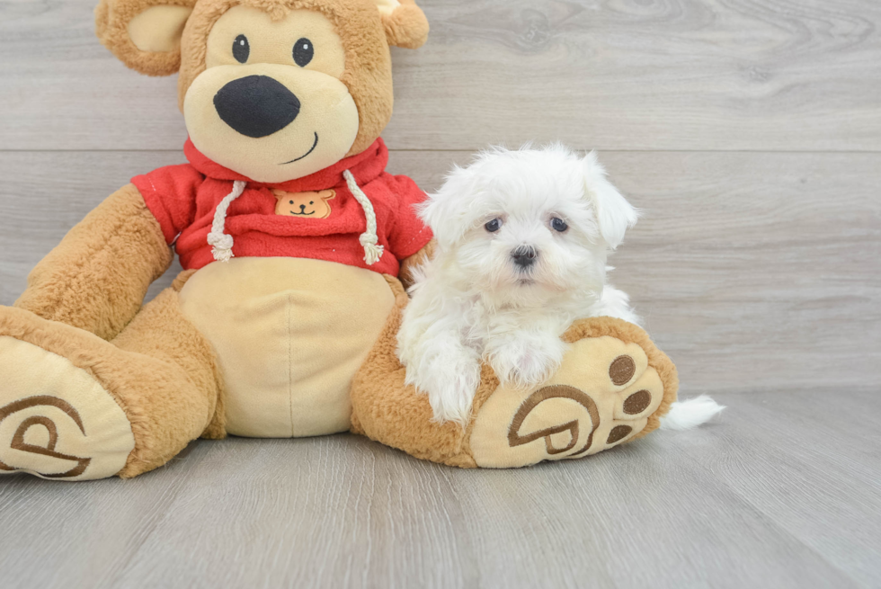 Maltese Puppy for Adoption