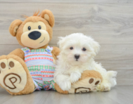 8 week old Maltese Puppy For Sale - Seaside Pups