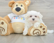 9 week old Maltese Puppy For Sale - Seaside Pups