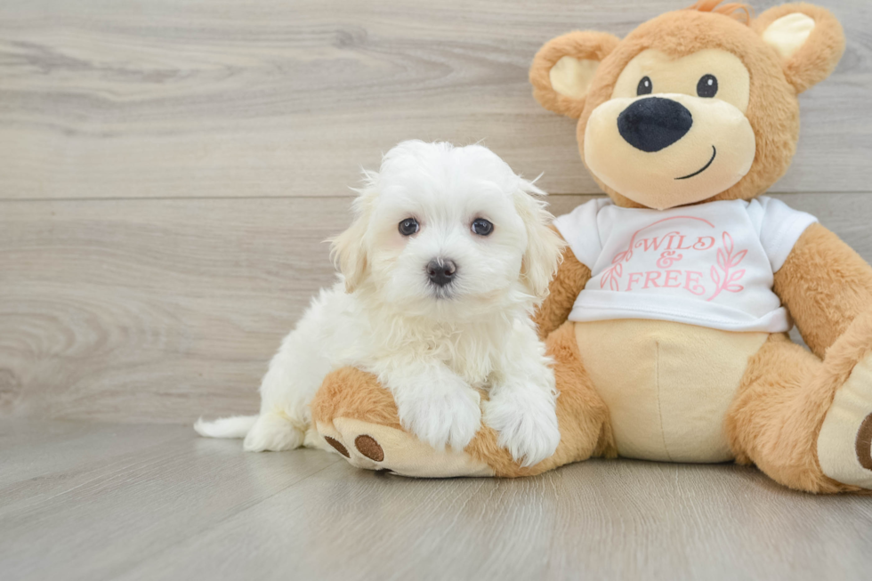 Sweet Maltese Purebred Puppy