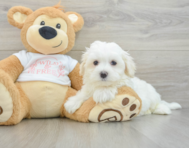 8 week old Maltese Puppy For Sale - Seaside Pups
