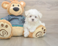 8 week old Maltese Puppy For Sale - Seaside Pups