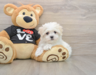 8 week old Maltese Puppy For Sale - Seaside Pups