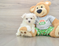 7 week old Maltese Puppy For Sale - Seaside Pups