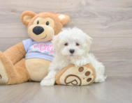 8 week old Maltese Puppy For Sale - Seaside Pups