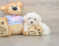 7 week old Maltese Puppy For Sale - Seaside Pups