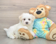 7 week old Maltese Puppy For Sale - Seaside Pups