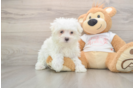 Maltese Puppy for Adoption