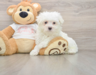 7 week old Maltese Puppy For Sale - Seaside Pups