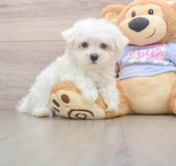 7 week old Maltese Puppy For Sale - Seaside Pups