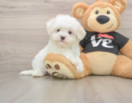 7 week old Maltese Puppy For Sale - Seaside Pups