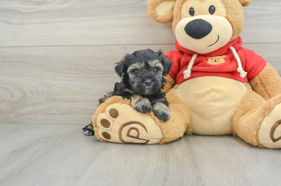 8 week old Mini Schnoodle Puppy For Sale - Seaside Pups