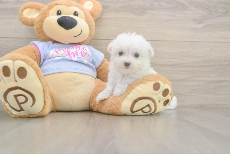 Hypoallergenic Maltese Purebred Pup