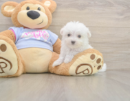 7 week old Maltese Puppy For Sale - Seaside Pups