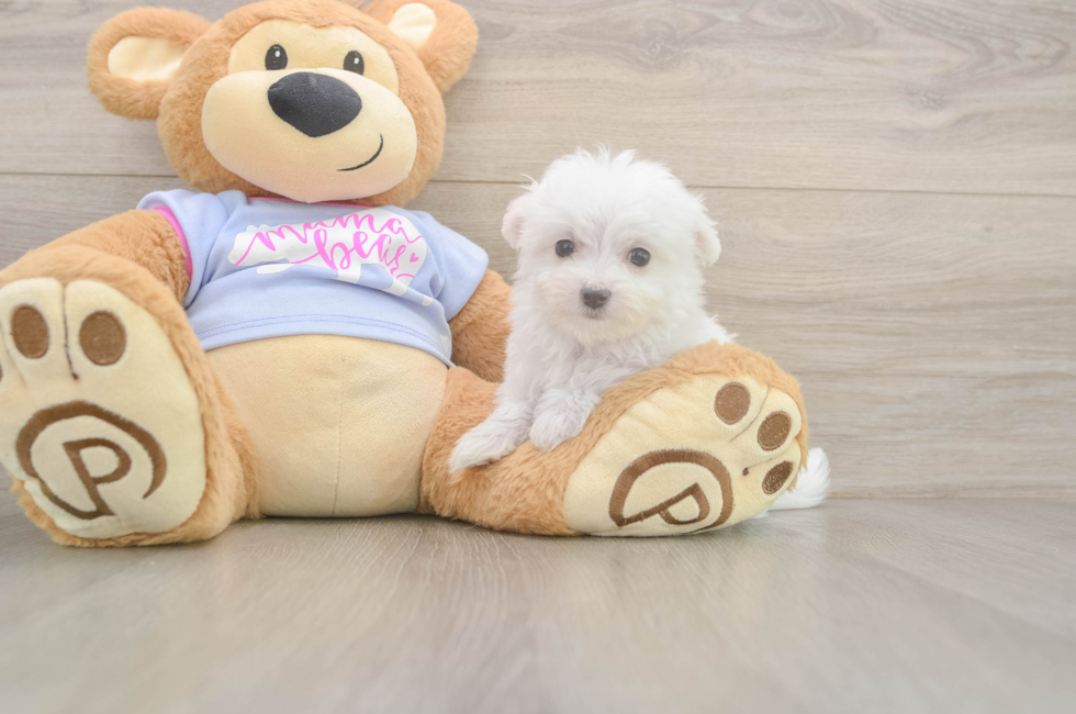 8 week old Maltese Puppy For Sale - Seaside Pups