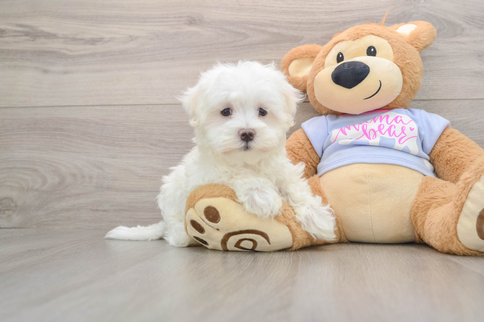 Small Maltese Purebred Pup
