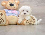 8 week old Maltese Puppy For Sale - Seaside Pups