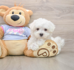 7 week old Maltese Puppy For Sale - Seaside Pups