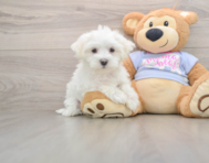 8 week old Maltese Puppy For Sale - Seaside Pups