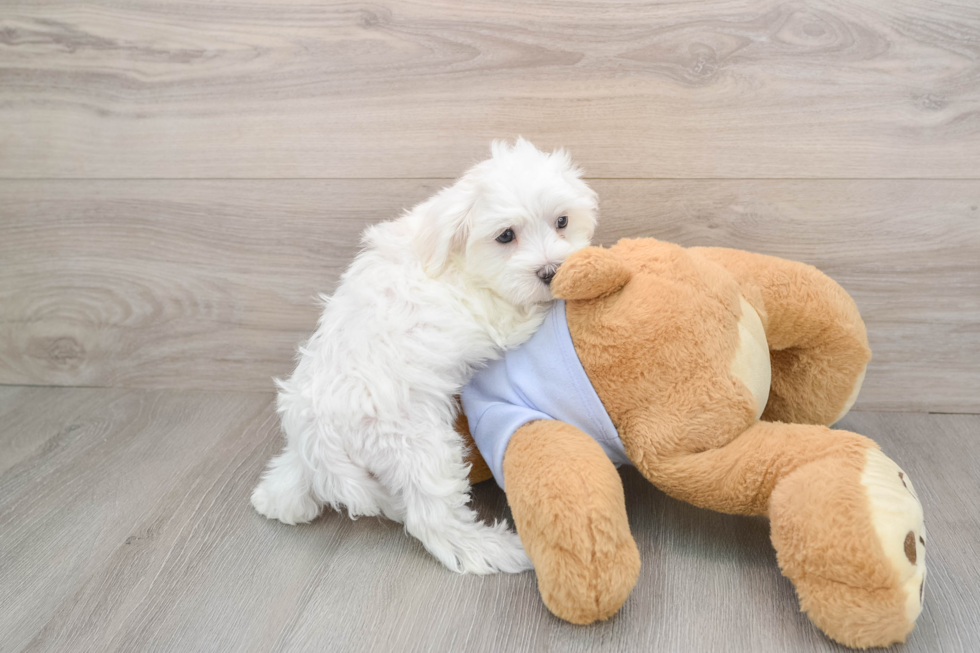 Smart Maltese Purebred Puppy