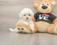 7 week old Maltese Puppy For Sale - Seaside Pups