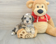 8 week old Mini Schnoodle Puppy For Sale - Seaside Pups