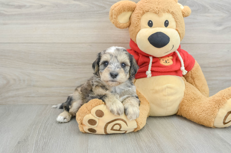 8 week old Mini Schnoodle Puppy For Sale - Seaside Pups