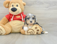 8 week old Mini Schnoodle Puppy For Sale - Seaside Pups