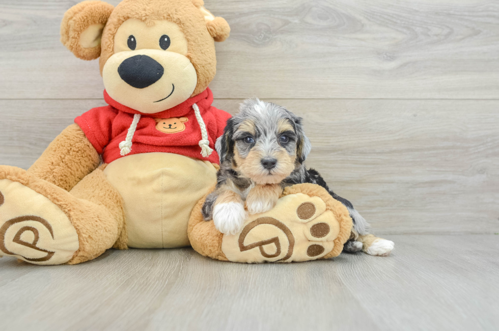 8 week old Mini Schnoodle Puppy For Sale - Seaside Pups