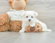 9 week old Maltese Puppy For Sale - Seaside Pups