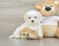 8 week old Maltese Puppy For Sale - Seaside Pups