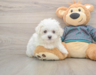 8 week old Maltese Puppy For Sale - Seaside Pups