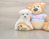 7 week old Maltese Puppy For Sale - Seaside Pups