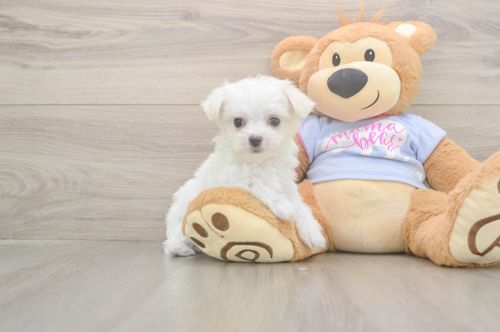 8 week old Maltese Puppy For Sale - Seaside Pups