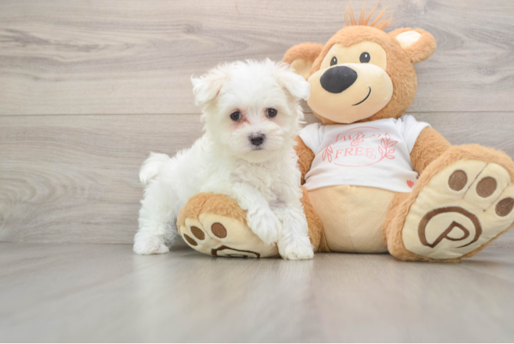 Best Maltese Baby