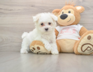 7 week old Maltese Puppy For Sale - Seaside Pups