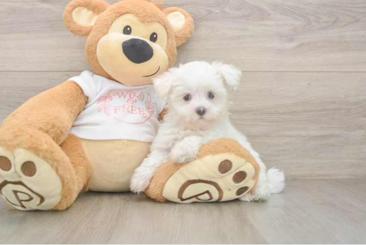 Happy Maltese Purebred Puppy