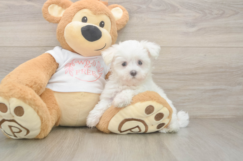 8 week old Maltese Puppy For Sale - Seaside Pups