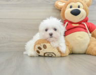 8 week old Maltese Puppy For Sale - Seaside Pups