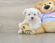 8 week old Maltese Puppy For Sale - Seaside Pups