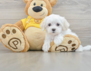 7 week old Maltese Puppy For Sale - Seaside Pups