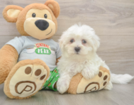 8 week old Maltese Puppy For Sale - Seaside Pups