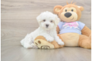 Friendly Maltese Baby