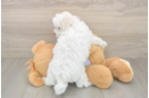 Best Maltese Baby