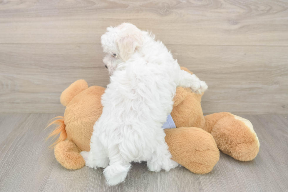 Best Maltese Baby