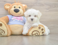 7 week old Maltese Puppy For Sale - Seaside Pups