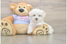 Adorable Maltese Purebred Puppy