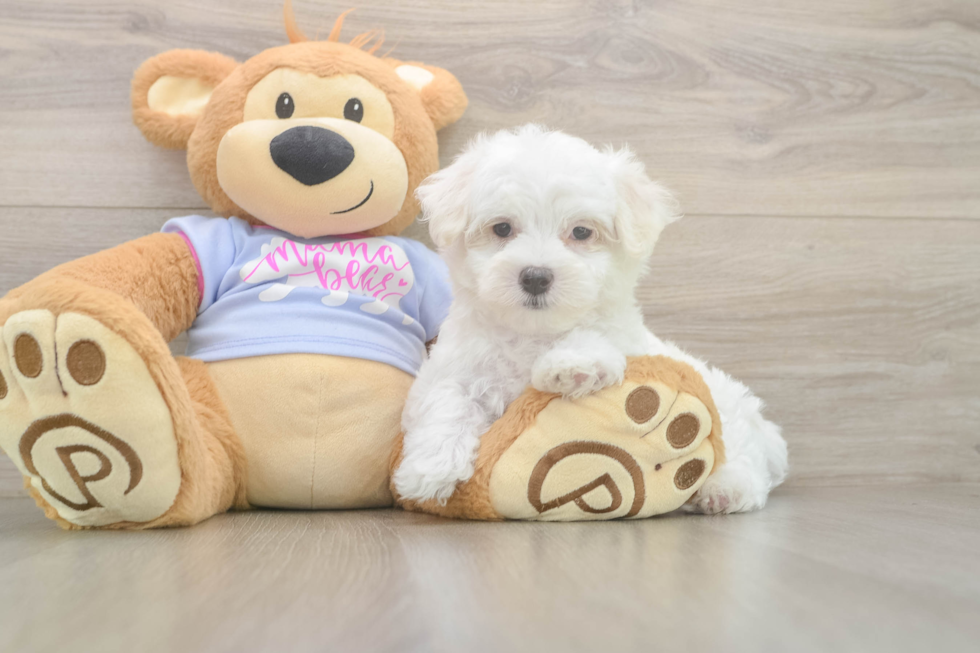 Adorable Maltese Purebred Puppy